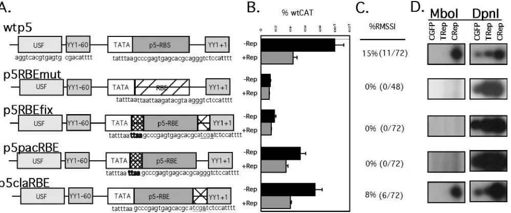 FIG. 4. Characterization of p5IEE plasmids containing mutations in the RBE region. (A) Diagram of p5CAT constructs