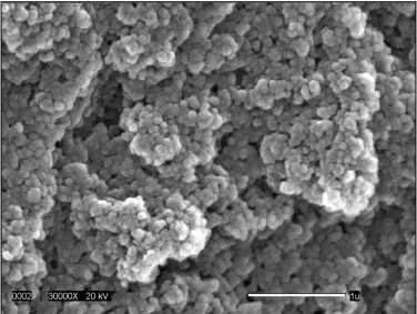 Figure 4.2a.  Fractured surface observed by scanning electron microscopy of a 12% (w/v protein) 