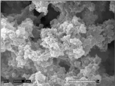 Figure 4.2c.  Fractured surface observed by scanning electron microscopy of a 12% (w/v protein) β-