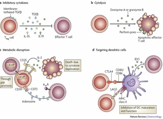 Figure 1: Regulatory T cell mechanisms of suppression. 