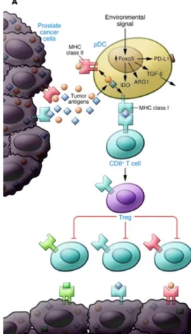Figure 2: Tolerogenic DC in the tumor microenvironment. 