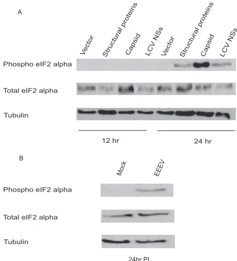 FIG. 3. Expression of EEEV capsid inhibits RNA polymerase II-directed gene expression
