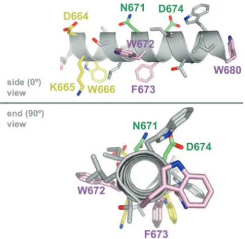 FIG. 9. Hypothetical model of the MPER of HIV-1 gp41 as anideal alpha helix, in side (0°) and end-on (90°) views, places 4E10 and