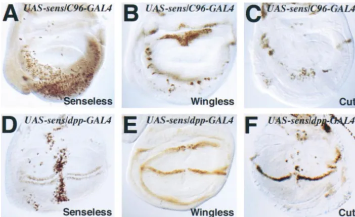 Figure 4.—Ectopic expression ofSENSELESS causes loss of WING-