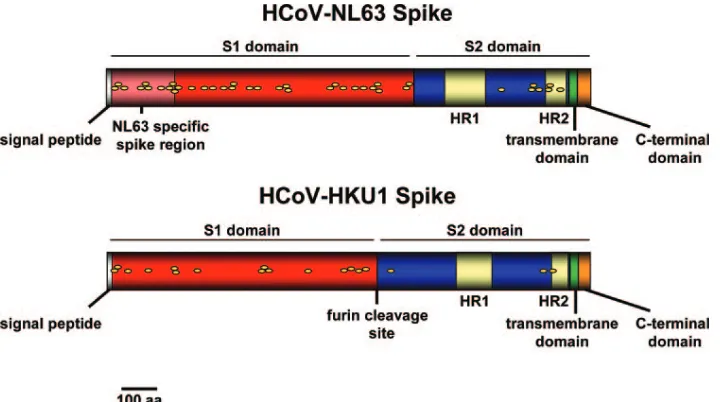 FIG. 2. Schematic representation of the spike protein of HCoV-NL63 and HCoV-HKU1. The signal peptide was identiﬁed by using theSignalIP 3.0 server (4, 53)