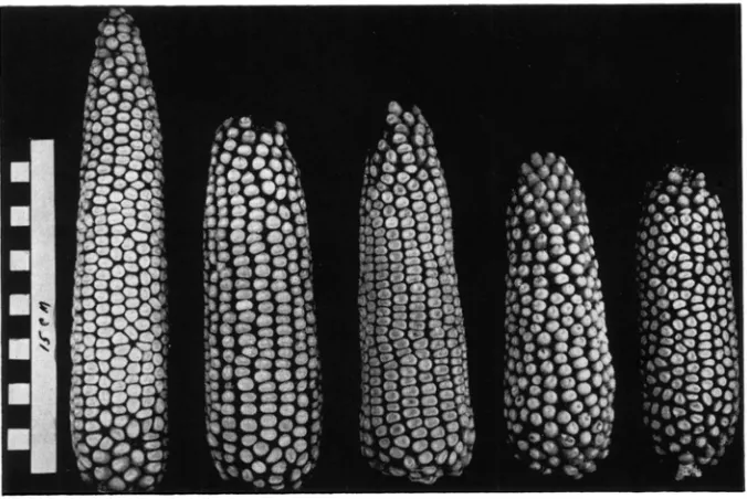 FIGURE 3.-Ears of inbred strains possessing IOW numbers of chromosome knobs. Left to right
