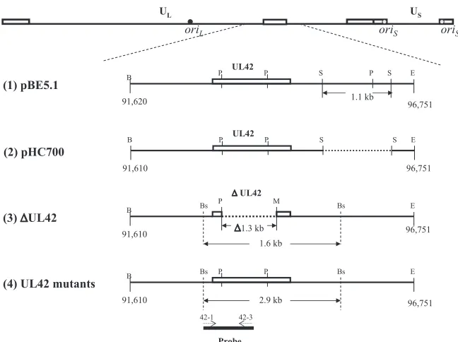 FIG. 1. Map of UL42 plasmids and viruses. The top line shows the genomic structure of HSV-1