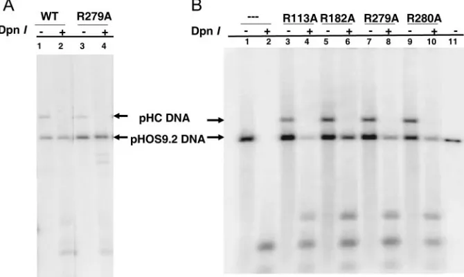 TABLE 1. Complementation of Cgal�42 and transient oriS-dependentDNA replication on Vero cells by UL42 in trans