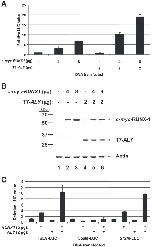 FIG. 5. ALY and RUNX1 synergize to enhance expression fromthe TBLV promoter. (A) Effect of ALY and RUNX1 on the TBLV