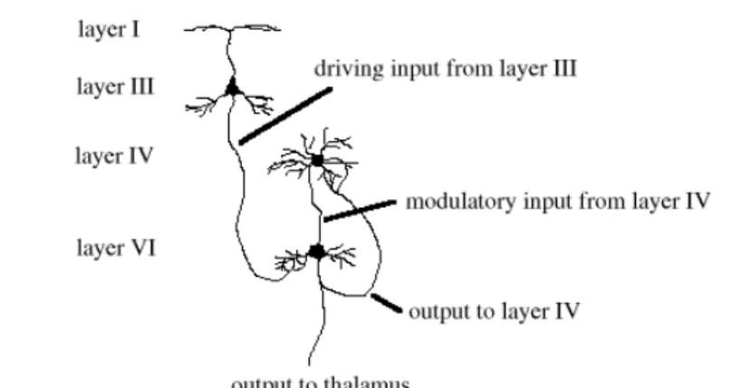 Figure 2.12: connections to and  from layer VI 