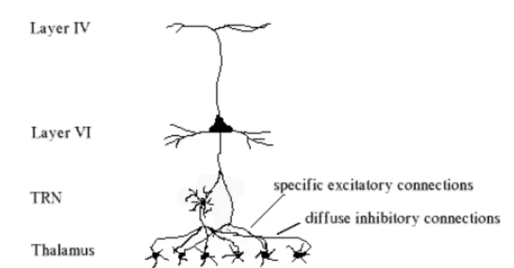 Figure 2.13: cortico-thalamic connections 