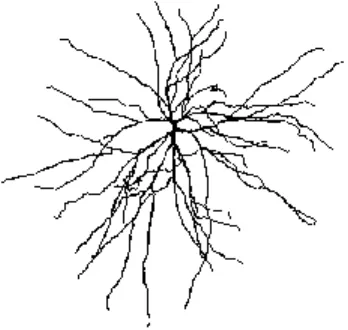 Figure 2.5: idealised  effect of pruning on  the receptive field of a  layer IV stellate cell 