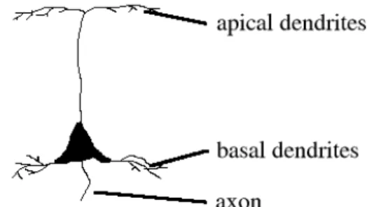 Figure 2.10: long-range lateral connections from  pyramidal neurons in layer III to stellate cells in layer  II