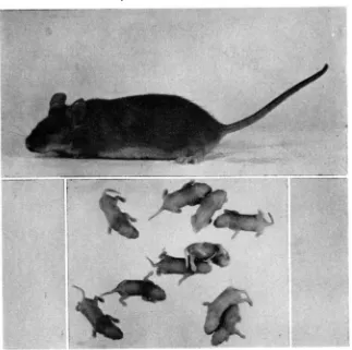 FIGURE IO. \lean numl)er of young in the first litters of races of mice selected only for Iwody size (weight at 60 days)