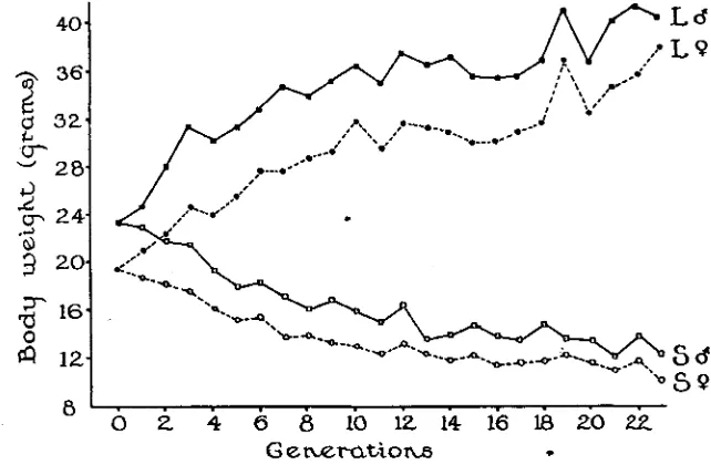 FIGURE 1. from Divergence of @day body weights of male and female house mice, resulting genotype mass selection continued 23 generations