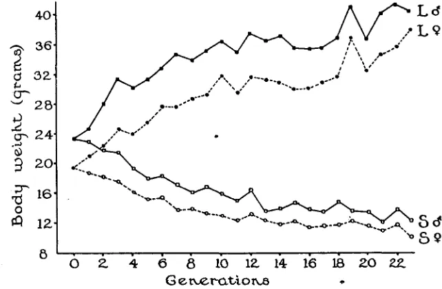 FIGURE 1. from Divergence of @day body weights of male and female house mice, resulting genotype mass selection continued 23 generations