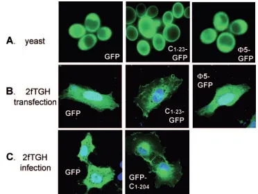FIG. 3. Intracellular location of C1–23wt SeV expressing an unmodiﬁed GFP transgene similarly placed between the M and F genes (panel c, left)