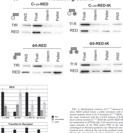 FIG. 4. Biochemical evidence of Cthe same constructs with the CAAX domain of K-Ras (tK) fused totheir carboxy termini (C �(11)