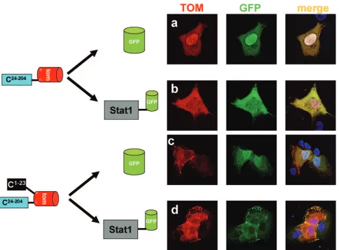 FIG. 5. Colocalization of C1–23C1–23-TOM-C24–204 and Stat1-GFP at the plasma membrane