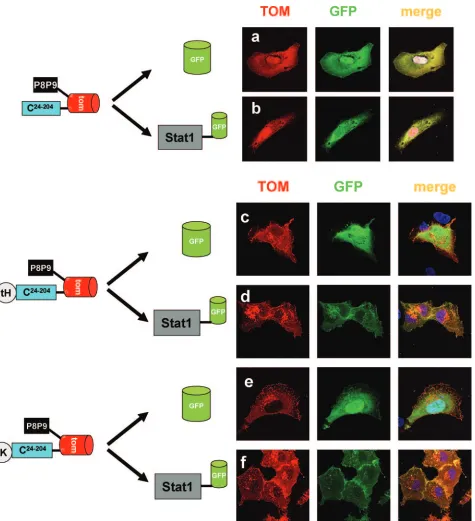 FIG. 6. C1–23termini of CPM. Plasmids expressing P of C1–23-TOM-C24–204 can be replaced with carboxy-terminal Hor K-Ras CAAX domains for colocalization with Stat1-GFP at the8P9-TOM- C24–204 (a and b) or P8P9-TOM-C24–204 in which the H- or K-Ras CAAX domain