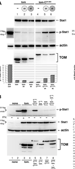 FIG. 7. C1–23K-Ras CAAX domains for IFN-independent pY of C1–23-TOM-Y1 can be replaced with the H- or701-Stat1 formation.