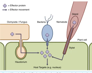 Figure 1 Schematic of eﬀector inﬁltration into a host plant cell. Plant pests and pathogens introduceeﬀector proteins into the host plant cell (green), where they can target and manipulate plant biochemistryto the beneﬁt of the pathogen (Dodds & Rathjen, 2