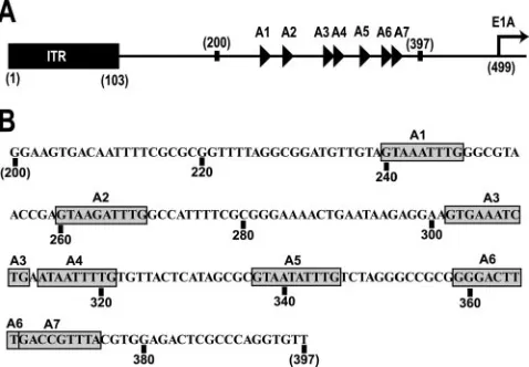 FIG. 1. (A) Arrangement of the left end of the Ad5 genome. TheA repeats, represented as triangles, are located between nucleotides