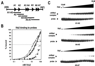 FIG. 4. Competition assay of IVa2 binding to the A1-A2 probe.EMSAs were performed as described in the legend to Fig