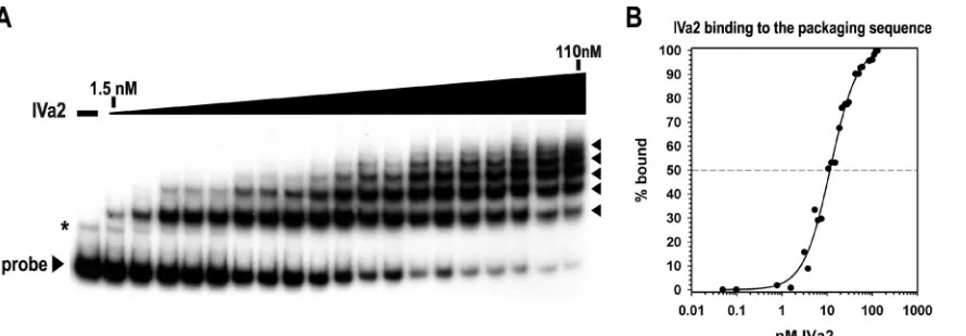 FIG. 6. Multiple complexes form as IVa2 interacts with the packaging sequence. (A) Representative autoradiogram from an EMSA using aradiolabeled probe to nucleotide 200 to 397
