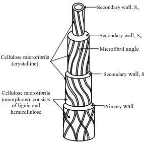 Figure 2.3: Structural organisation of the three major constituents in the fibre cell wall  (Madsen 2004) 