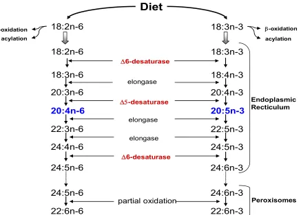 Figure 1:  Schematic of n-6 and n-3 fatty acid desaturation and elongation (Innis, 2003)