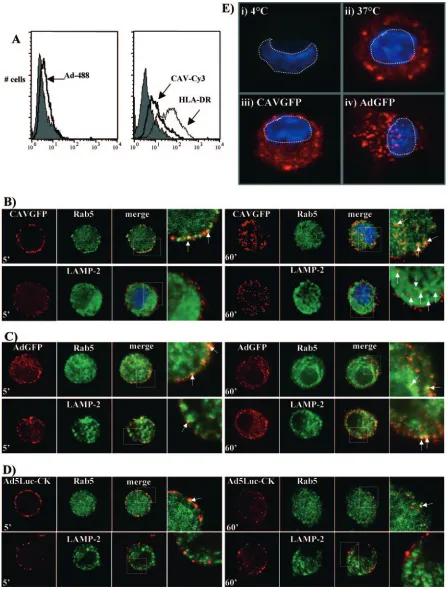 FIG. 2. Binding and internalization of CAV-2 and HAd5 virions. (A) Vector binding was analyzed by ﬂow cytometry: hMoDC were incubatedwith Ad-488, CAV-Cy3, or an anti-HLA-DR antibody for membrane staining