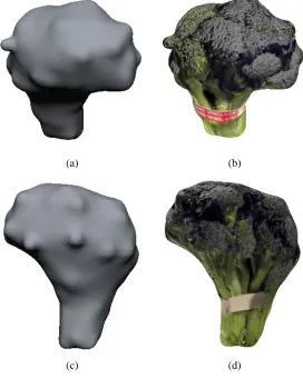 Fig. 1. Three of seventeen reference views of a broccoli stalk.