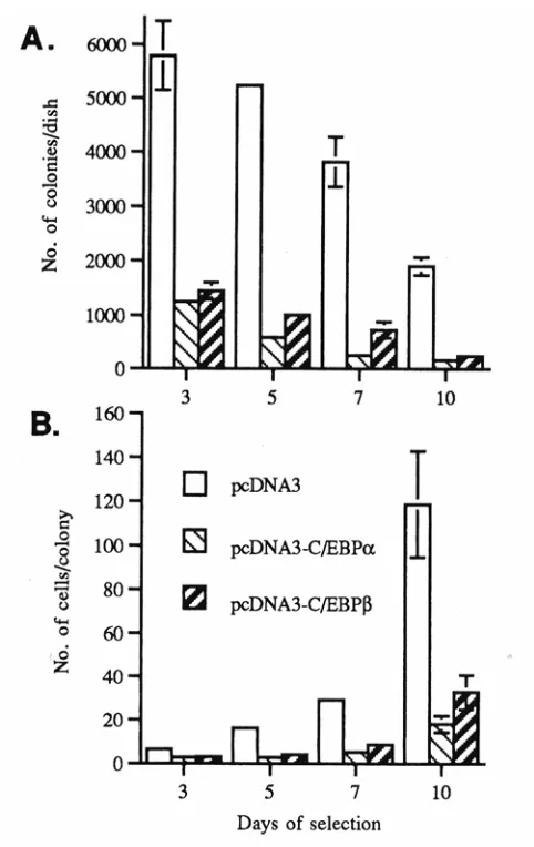 Fig. 2 Forced expression of C/EBPβ and C/EBPα inhibits BALB/MK2 keratinocyte 