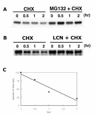Fig. 1 C/EBPα is degraded via protesome. 