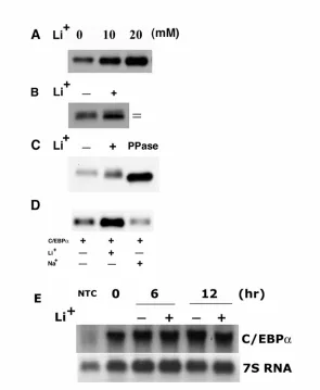 Fig. 3 Effect of lithium on C/EBPα protein. 