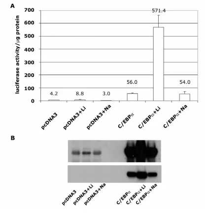 Fig. 4 Lithium-induced increase in C/EBPα levels is accompanied by an increase in 