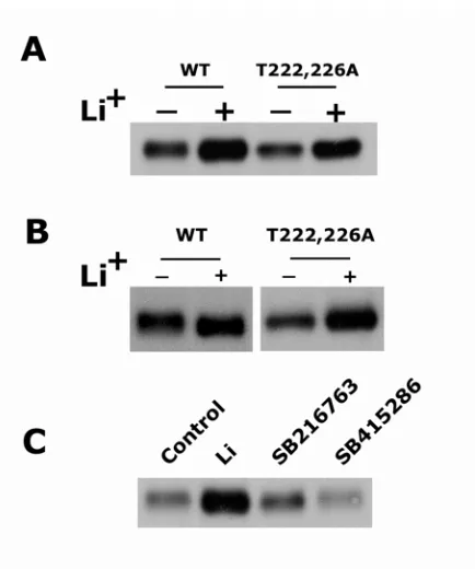 Fig. 5 Effect of lithium on C/EBPα protein level is GSK3 independent. 