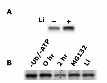 Fig. 7 Lithium treatment increases p53 levels in BALB/MK2 cells and blocks p53 