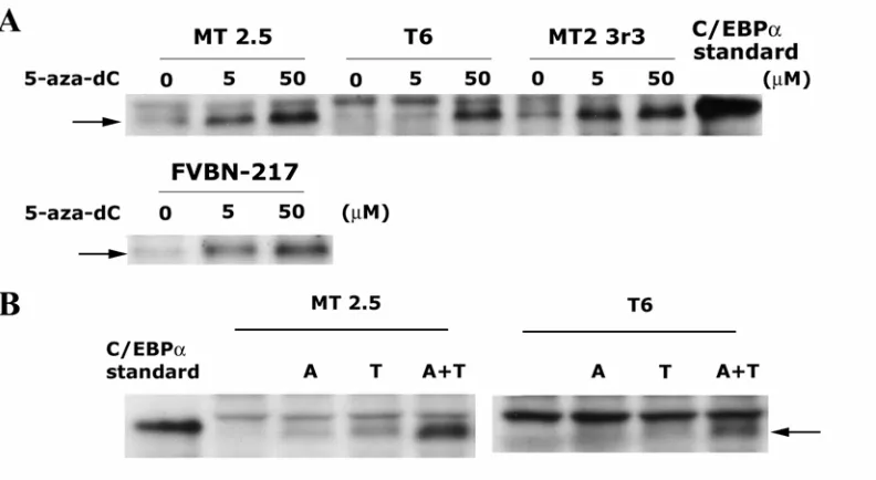 Fig. 2 Treatment with methylation inhibitor induces C/EBPα expression in SCC cell 
