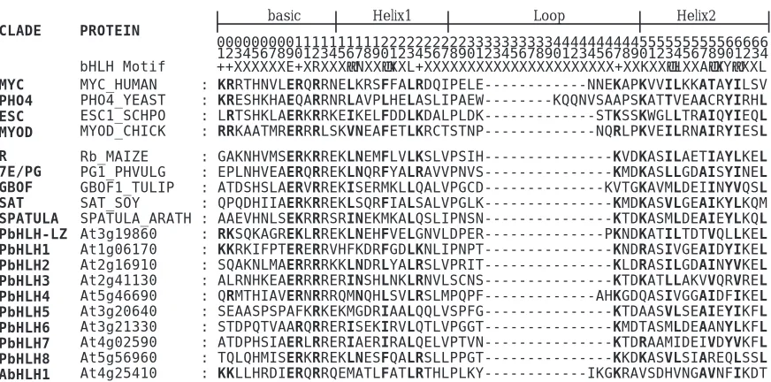 Figure 1.1.  Representative bHLH proteins, amino acid number scheme, and components of thebHLH domain