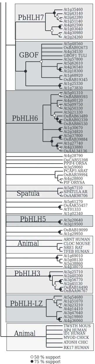 Figure 1.2.  A neighbor-joining tree showing the evolutionaryrelationship of most of the Arabidopsis bHLH domains