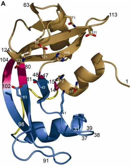 Figure 1.  Structure of RNAse A. A.  Ribbon diagram of RNAse A with Domain A colored in sand, Domain B colored in blue, and the Hinge colored fuchsia