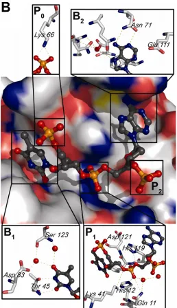 Figure 1.  Structure of RNAse A (continued). B.  Active Site of RNAse A:  Surface of RNAse A with ball-and-stick representation of dT 2037, dA 2038, and Representative conserved water molecules are included in the expanded Bthe phosphate from dA 2039 from 