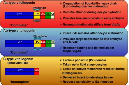 Figure 1. The primary domains of the three forms of vitellogenins are depicted. Yolk 