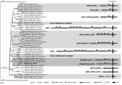 Figure 4. (Left) ClustalW dendrogram showing relationships between low-density  