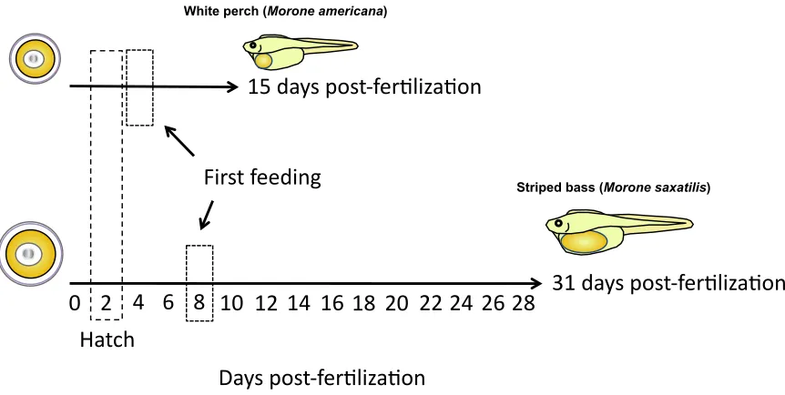 Figure 9. Average survival duration of food-restricted white perch and striped bass 