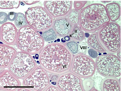 Figure 1. Hematoxylin and eosin staining of a representative white perch ovary collected in 