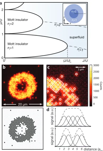 Figure 2 Imaging Mott insulators in the atomiclimit. a,model (Eq. 1) [16]. For small Sketch of the phase diagram of the Bose-Hubbard J/U, the system tends to be in aMott-insulating phase divided into lobes with constant aver-age on-site occupation numbers 