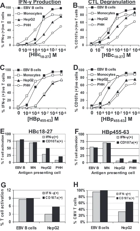FIG. 2. Primary hepatocytes can stimulate CD8 T-cell IFN-�(A) and HBcstimulation by EBV B cells, monocytes, HepG2 cells, and PHH pulsedwith increasing concentrations of HBcare displayed as the frequency of IFN-clones at each peptide concentration